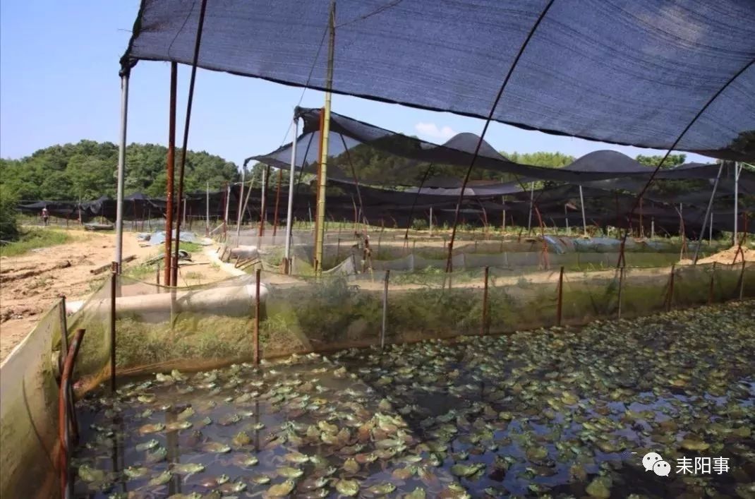 湖南最大牛蛙养殖基地图片