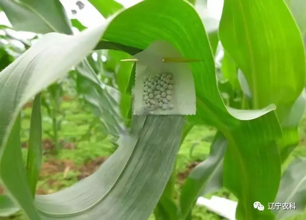 玉米螟生物防治技術,太實用啦!