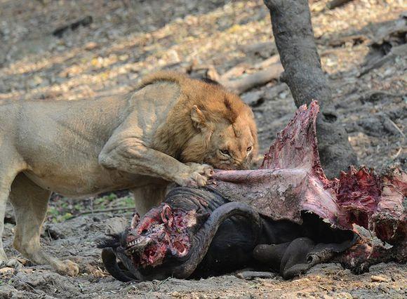 雄狮咬死猎物后开始吃肉,边吃边咧嘴直乐,吃到什么了这么开心?
