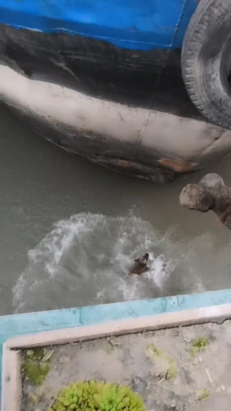 公狗时隔半年见到母狗激动的失足掉进海里网友像极了爱情