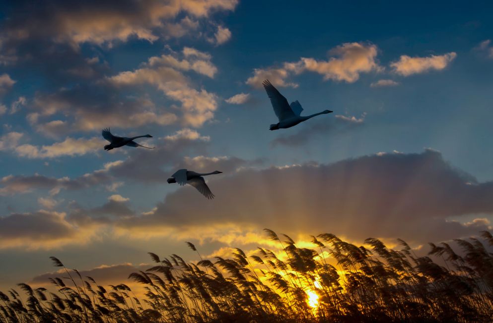 【行摄】鸟之光华———时时飞,自在舞