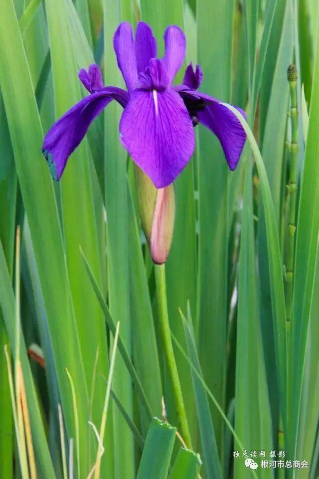 鸢尾花鸢尾花骨朵卷耳花:芊芊卷耳 采采盈筐.