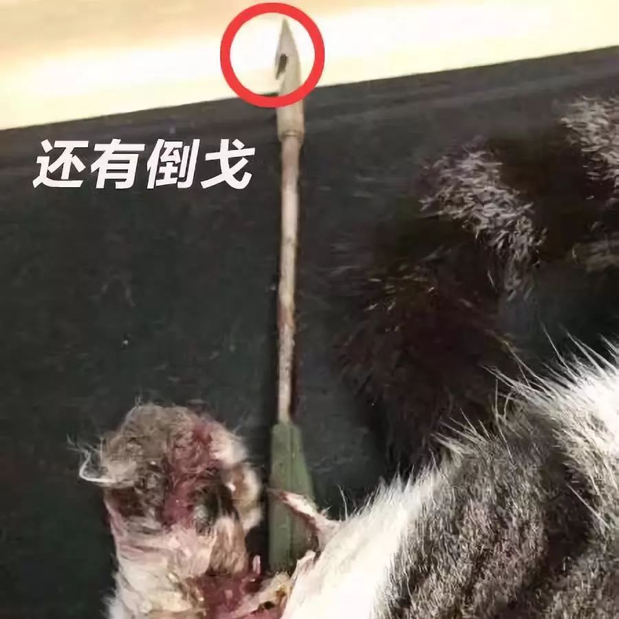 之后另一只猫也为同样的箭所伤