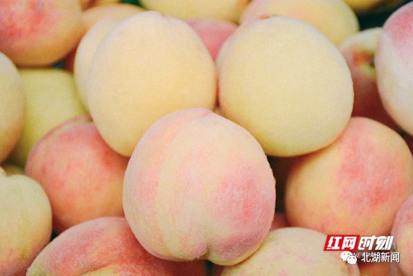 媒体报道红网湖南六月丨唯北湖桃莓不可辜负