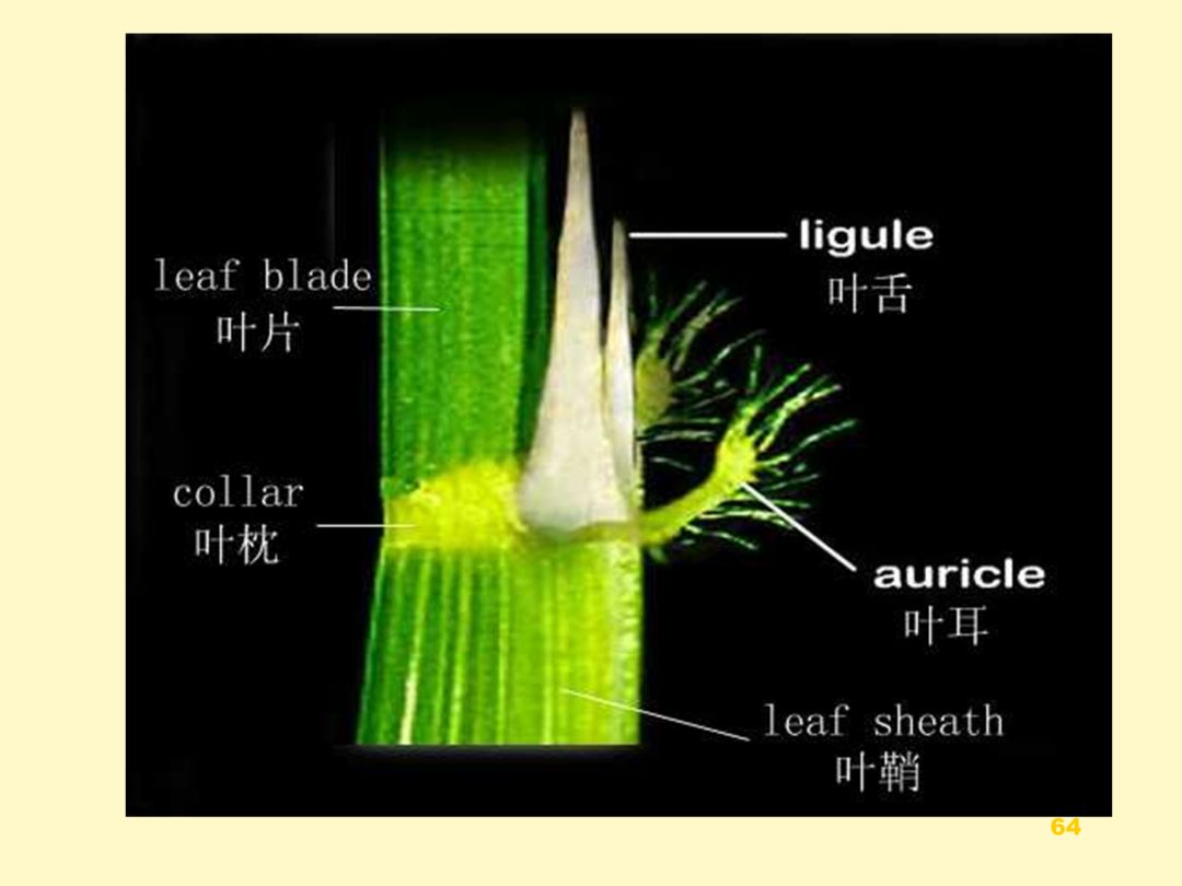 水稻叶舌叶耳图片图片