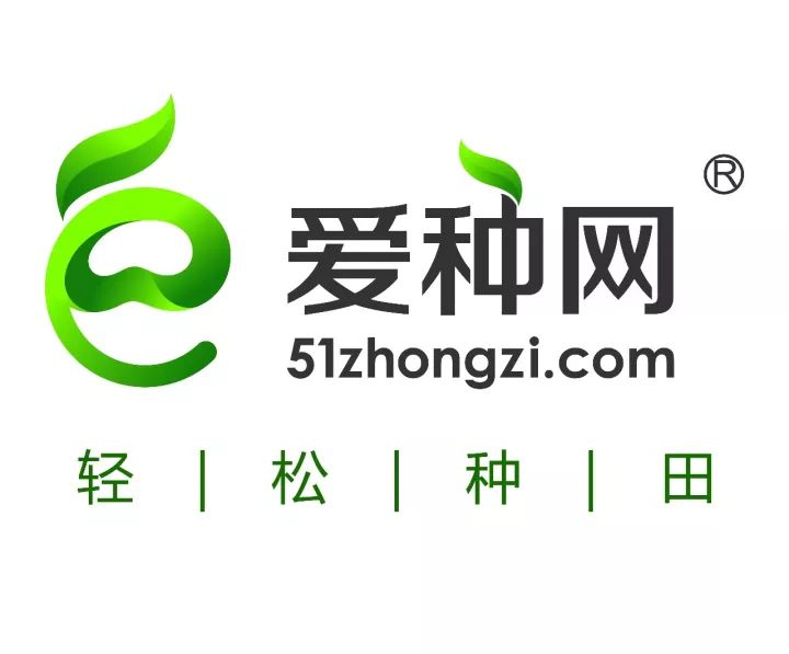 爱种优选安徽荃华种业水稻种子荃优0861