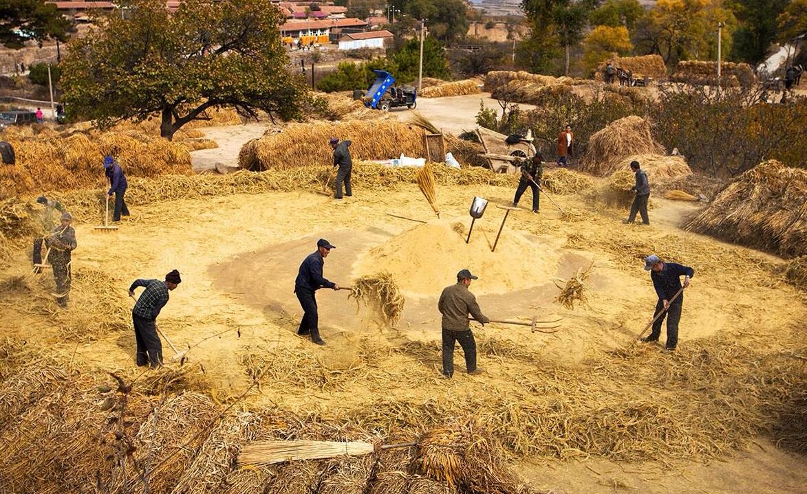 西北地区曾经非常普遍的麦客为何近年逐步退出了历史