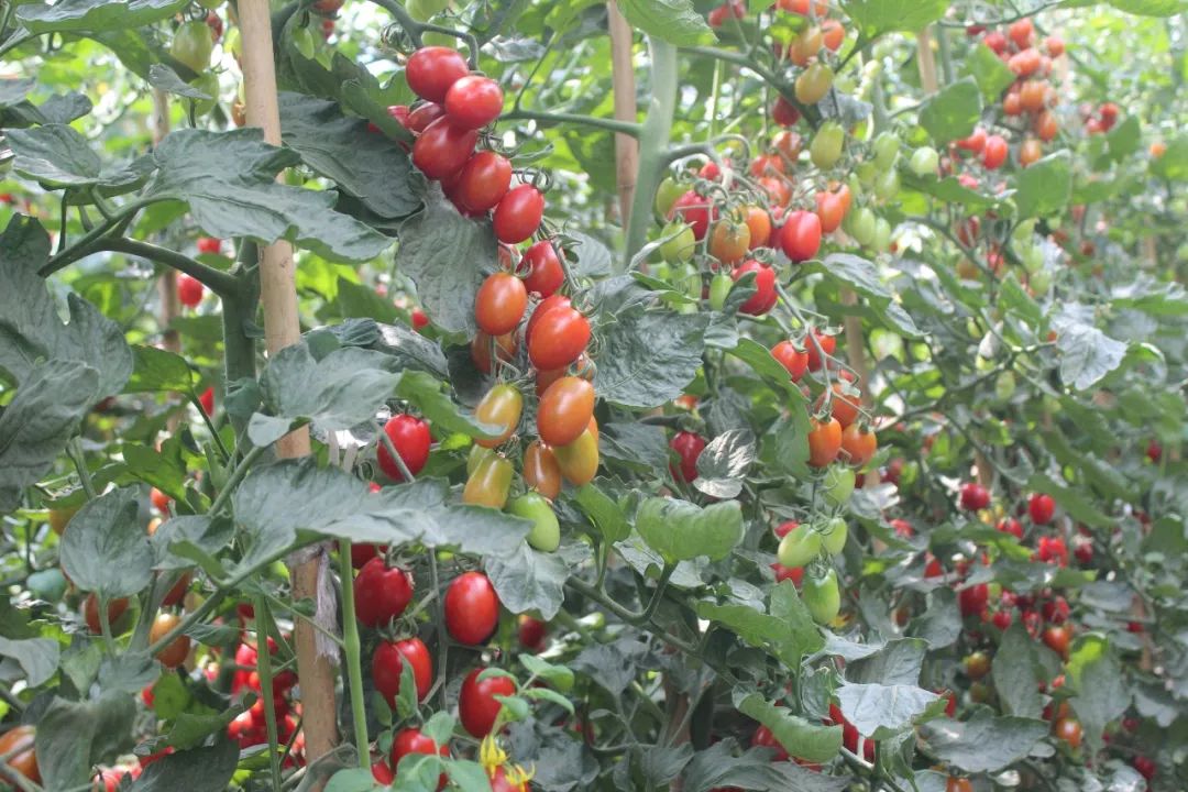 大理这个生态种植园内40亩水果小番茄熟啦等你去采摘尝鲜