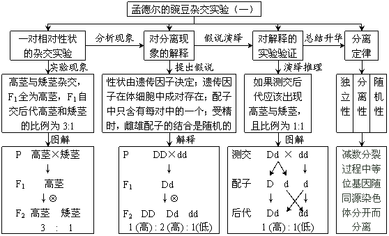 1孟德爾的豌豆雜交實驗(一)第1節 孟德爾的豌豆雜交實驗(一)三,各節子