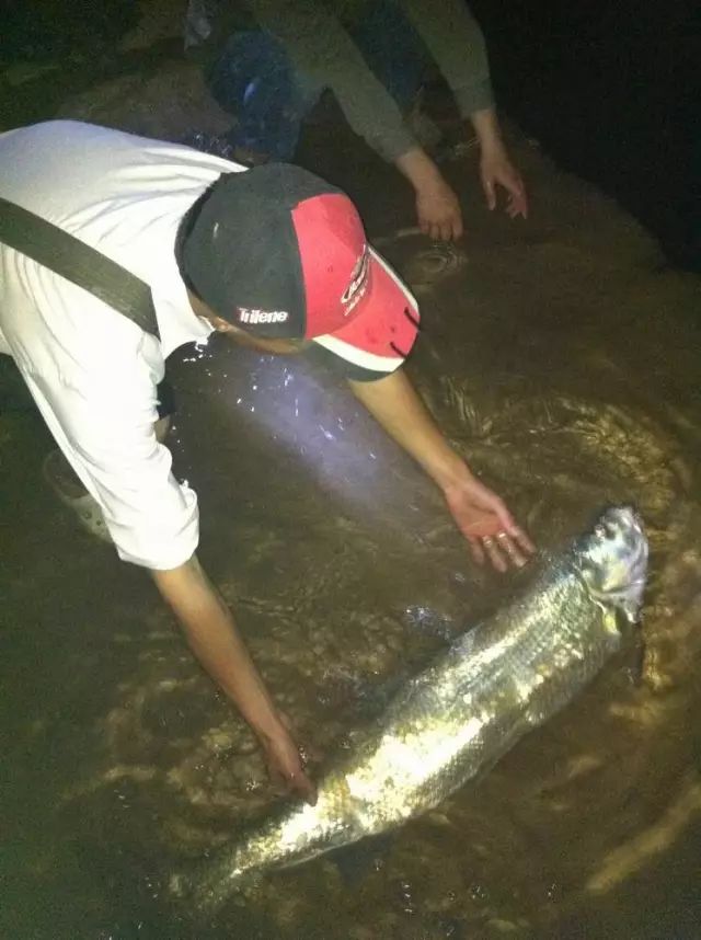 钓鱼人善待每一条对手米级翘嘴放流