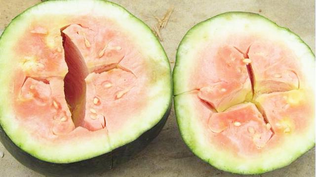 空心西瓜还能不能吃?资深瓜农来告诉你!