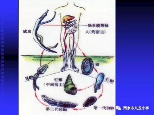 血吸虫病防治知识宣传