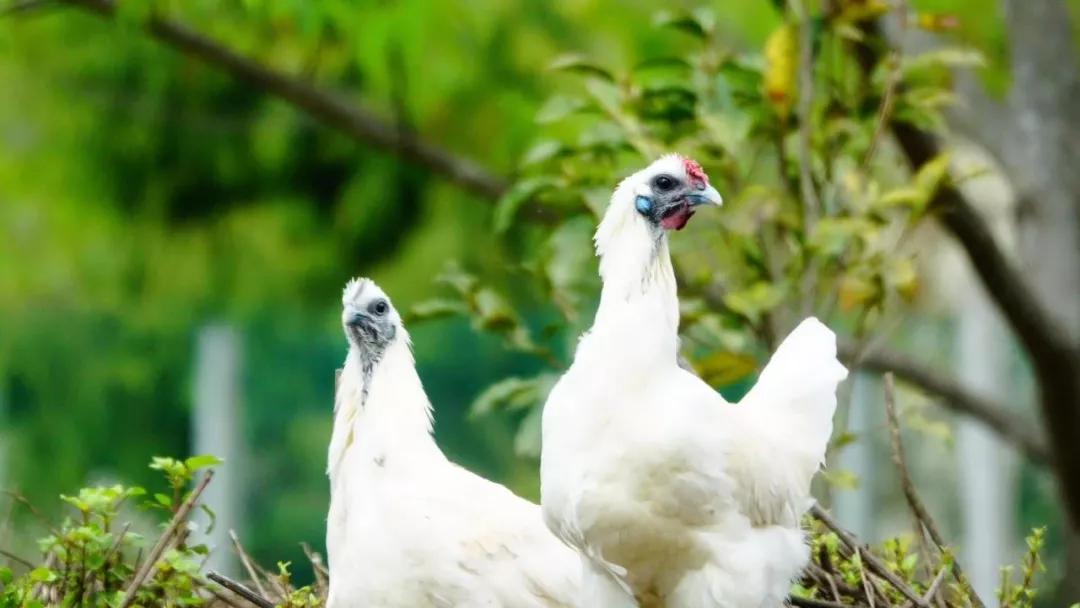 腾冲人心中的母亲,她博大,丰饶,生态,神秘……她孕育了诸多生灵,雪鸡