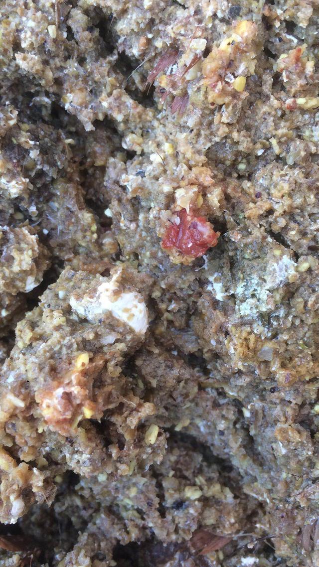 小肠粗;肠壁增厚,发炎,浆膜层有许多芝麻大小的出血斑点,少数有白色