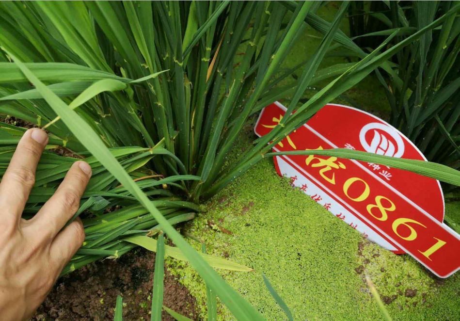 爱种优选安徽荃华种业水稻种子荃优0861