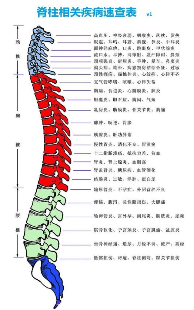 脊柱的划分图解图片