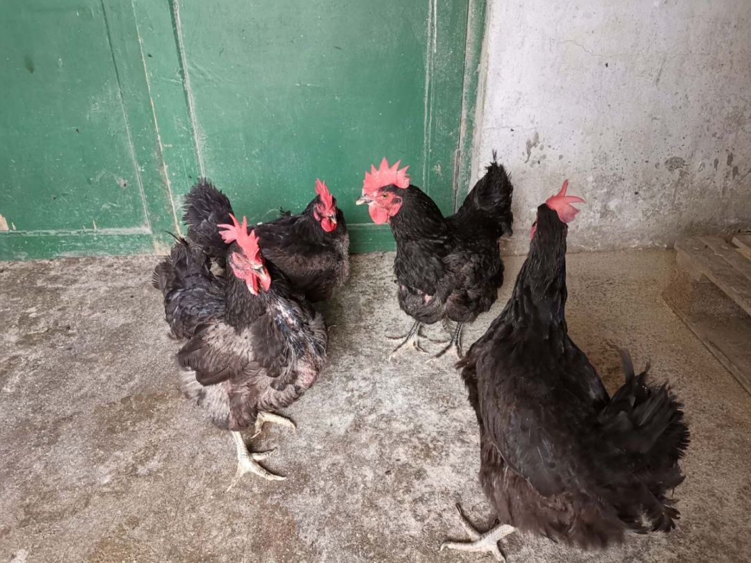 6月13日宁乡公司天露黑2老母鸡招标