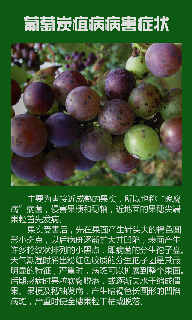 怎样预防葡萄炭疽病