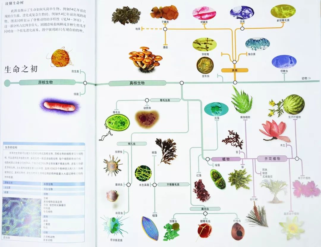 生命进化历程图解图片