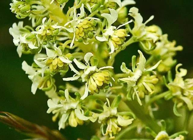 6月12日双子星座花野蔷薇木犀草