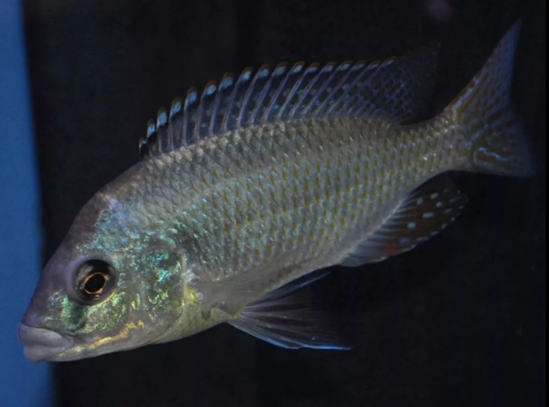 no:176厚唇帝王鲷(天然杂交种)chilo.rhoadesi cheilo.