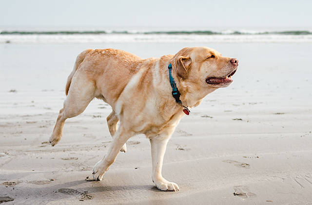 你知道拉布拉多智商很高很聪明,但你知道它为