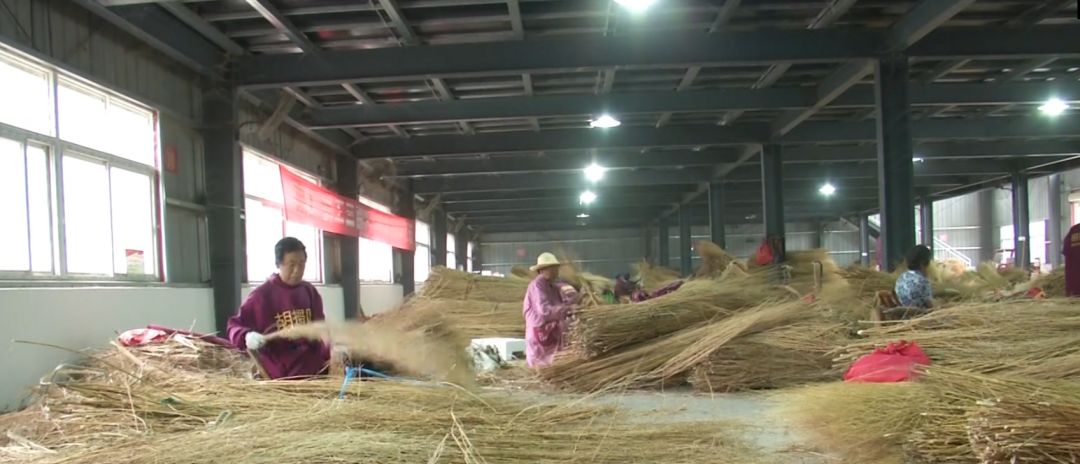 这里扫帚居然是"种出来"的,一天可赚200多,还一次卖出5万把?