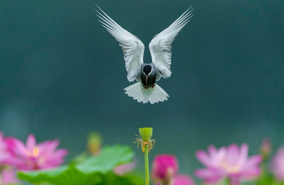 【行摄】鸟之光华———时时飞,自在舞