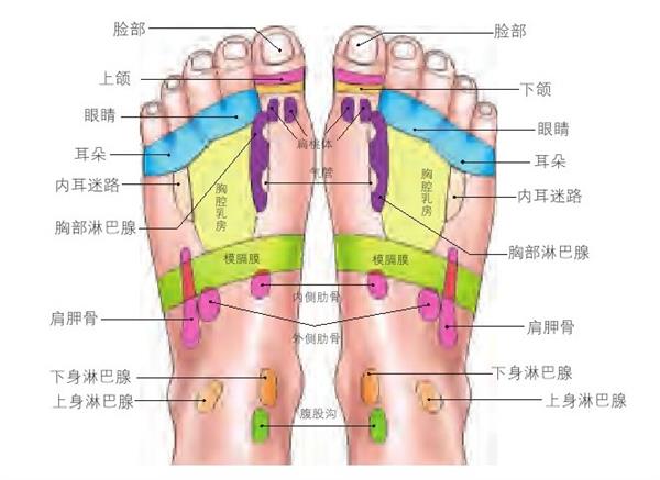 脚面反射区图片大全图片