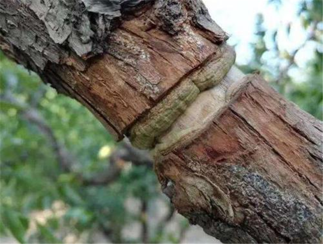 枣树环割的作用注意掌握环割的方法和时间能够更快的结果