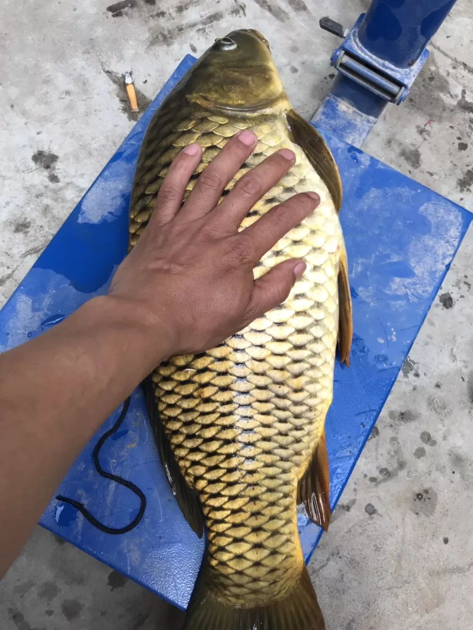 化氏三色巨物玉米试用报告钓获55斤大鲤