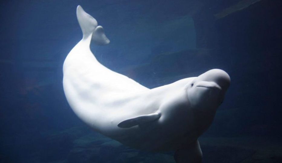 还记得温哥华水族馆死去的白鲸吗?加拿大正式禁止圈养鲸鱼海豚!