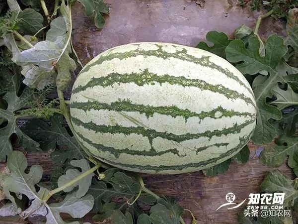 西瓜产地价格涨涨涨