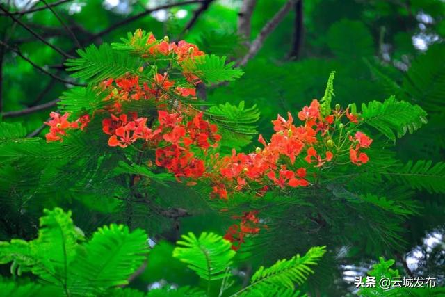 花也應休勸君莫惜花前醉今年花謝 明年花謝鳳凰花開兩季一季緣來 一季