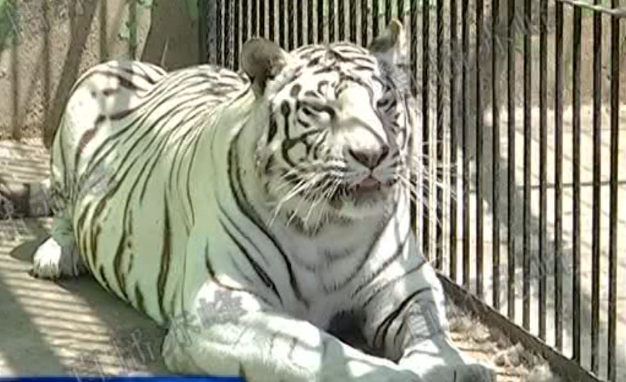 桥北动物园的虎宝需要你!