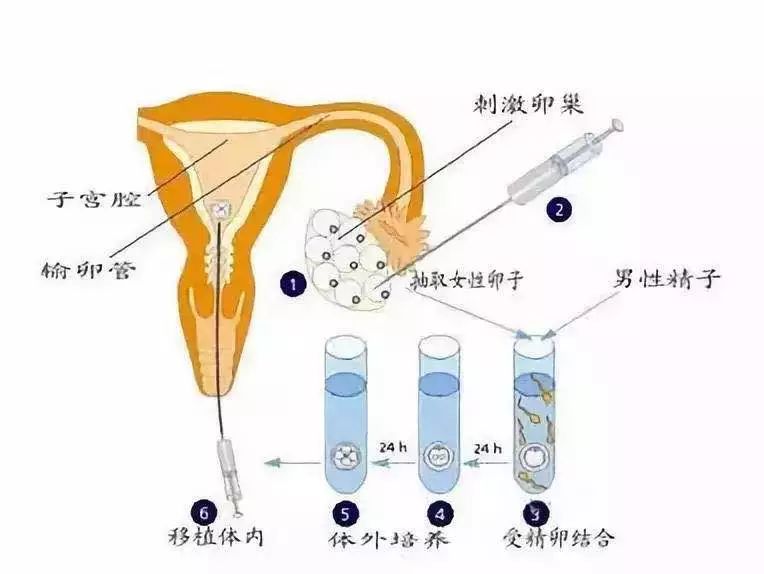 精卵受精,你要自由戀愛還是媒妁之言?