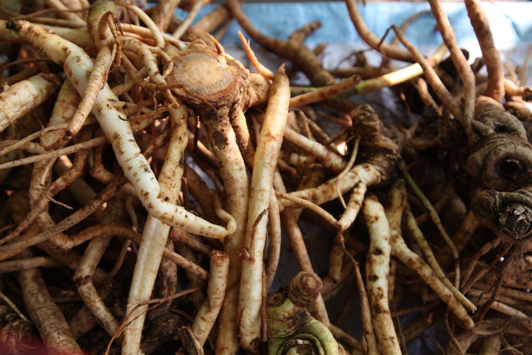 第七届端午百草根美食文化旅游节精彩回顾