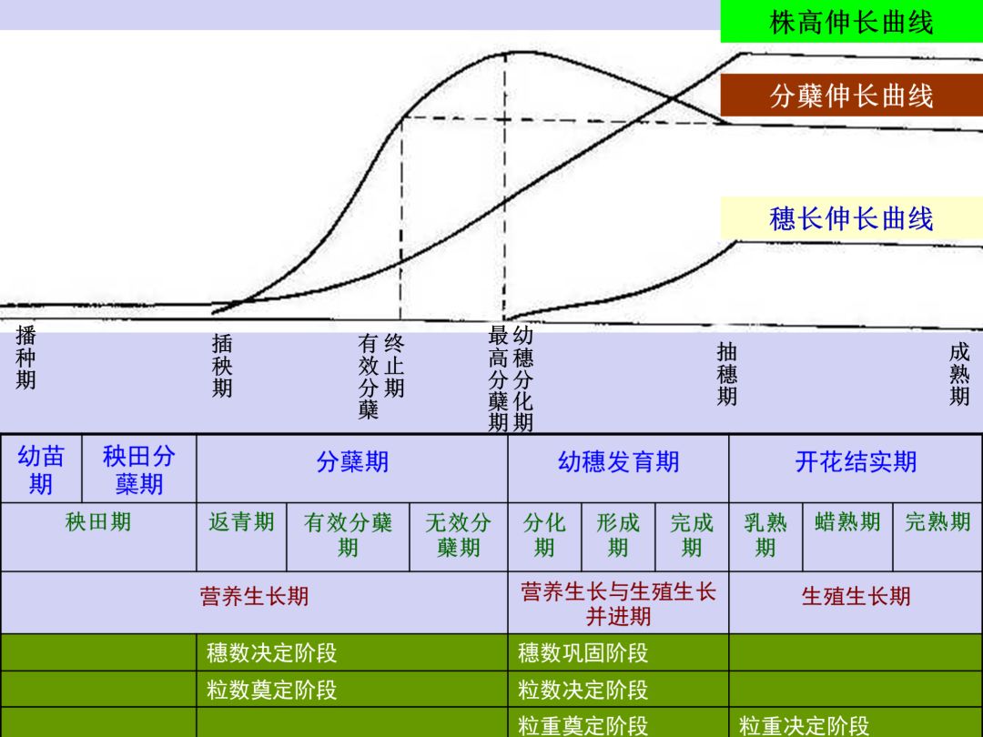 水稻生长的思维导图图片