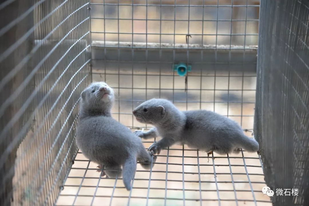 微石楼小蒜镇小蒜村水貂养殖基地首批1000只商品貂进场