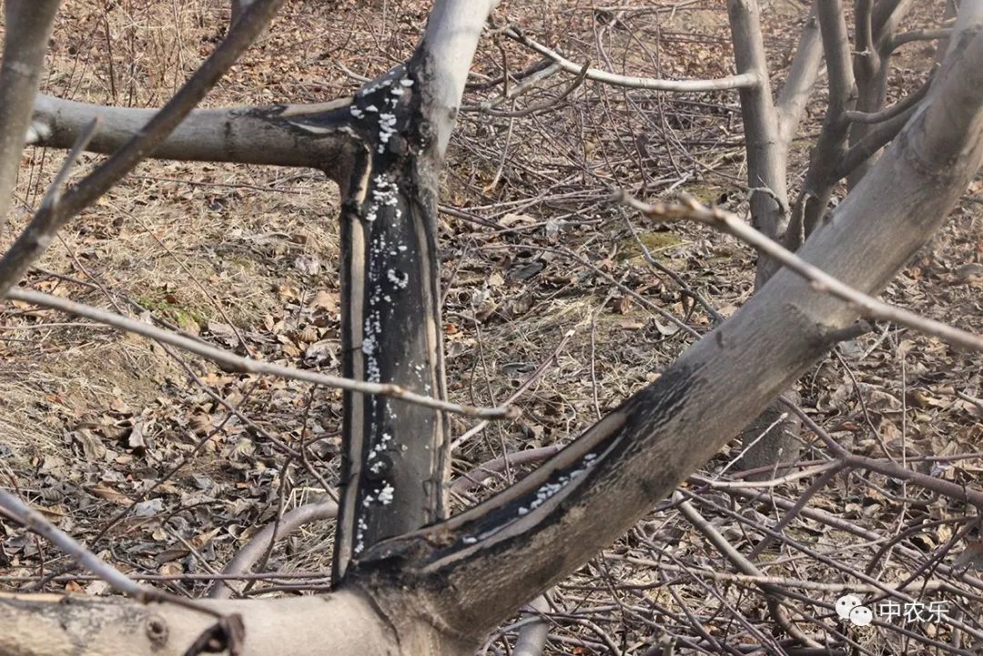 苹果干腐病危害大,防治方法要灵活!