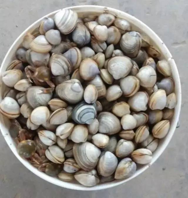 78元【探海游玩挖蛤蜊】东营黄金滩看风车 挖蛤蜊 捉螃蟹赶海一日游!