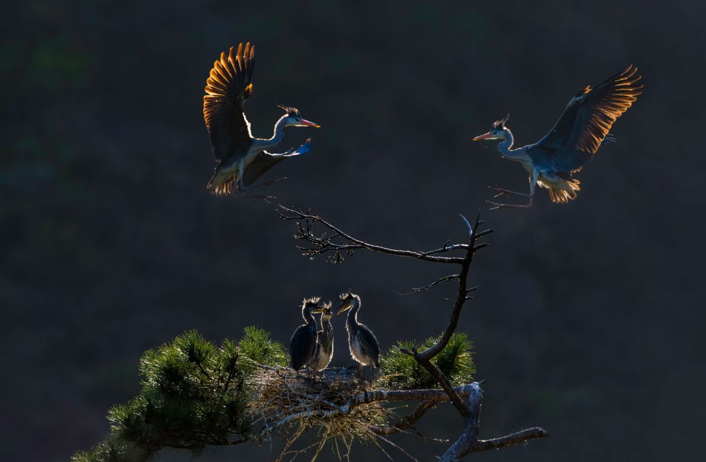 【行摄】鸟之光华———时时飞,自在舞