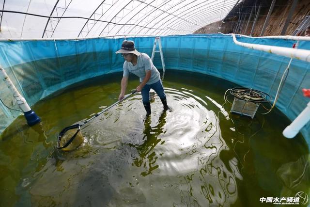 養魚不換水種菜不施肥魚菜共生