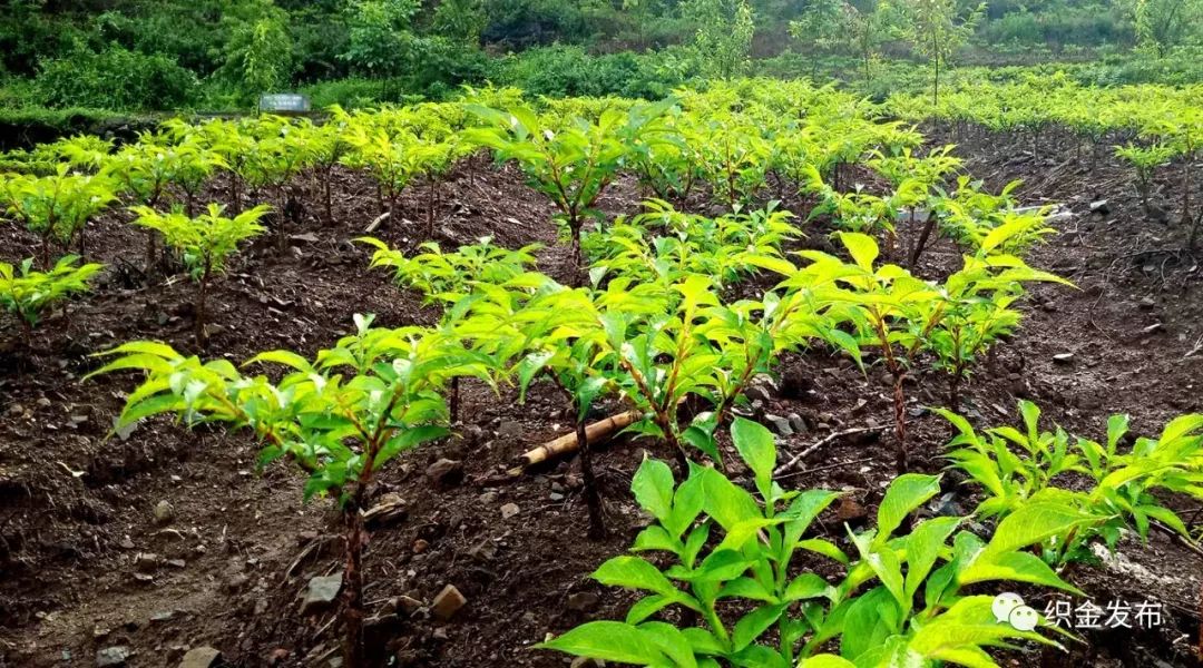 白魔芋种植和管理图片图片