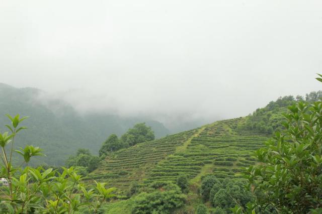 王氏小喬生態茶 真正原滋原味的有機生態茶_茶莊