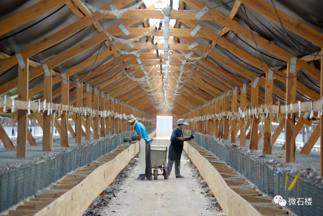 微石楼小蒜镇小蒜村水貂养殖基地首批1000只商品貂进场