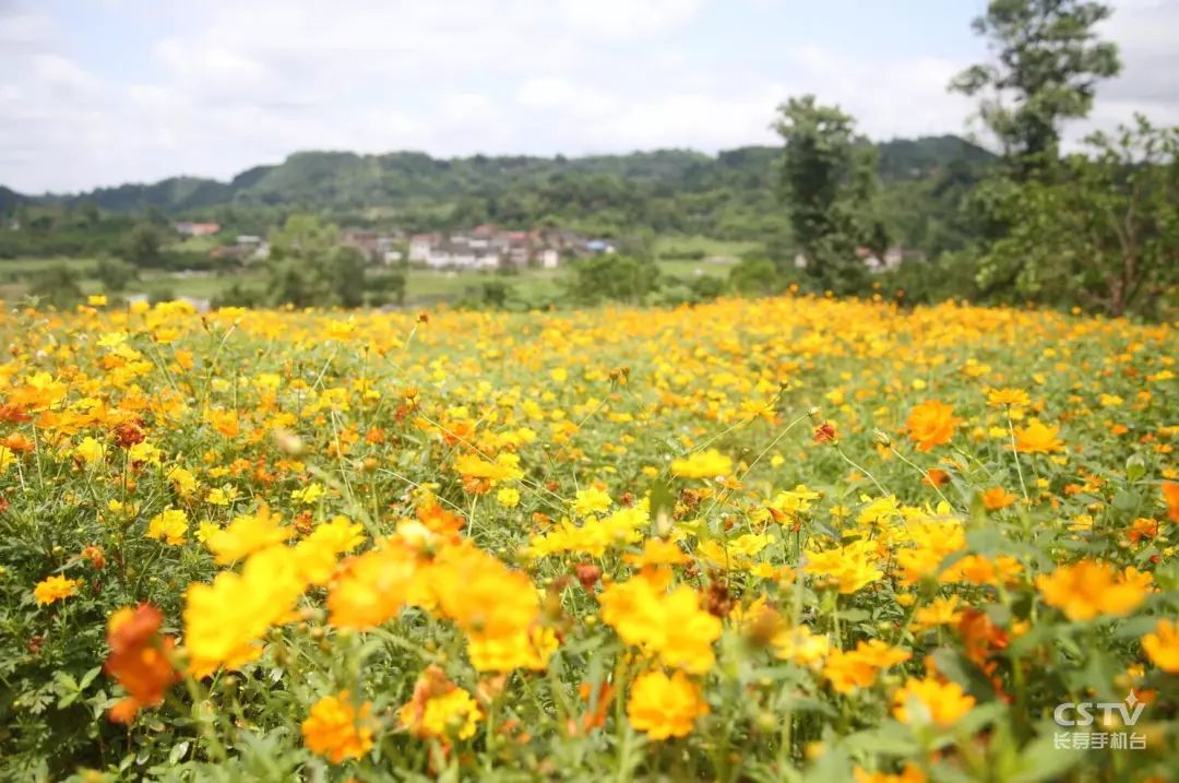长寿惊现300亩"紫色花海",现在打卡正好!_新湾
