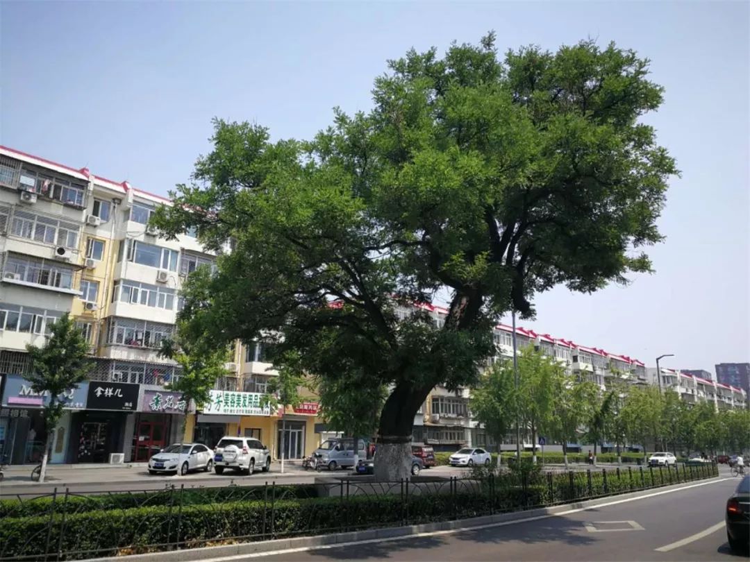 图说| 顺义城区这棵百年古槐,居民称其"干妈"!_国槐