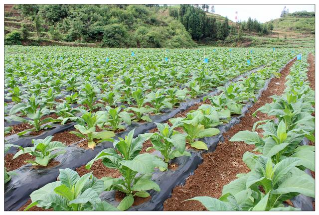 增加烤烟种植技术含量富源县十八连山镇举办2019年烤烟中耕管理培训