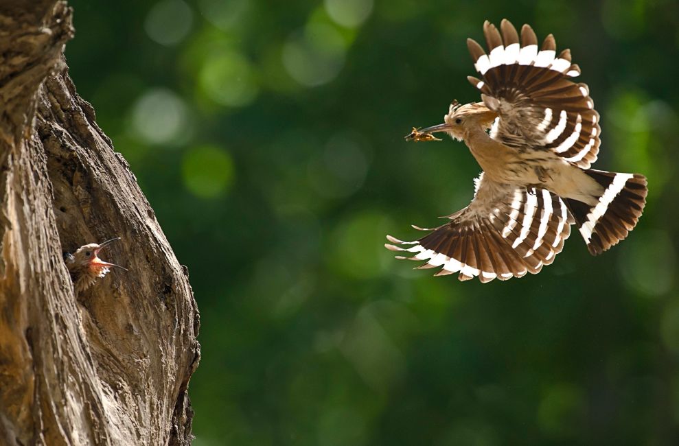 【行摄】鸟之光华———时时飞,自在舞